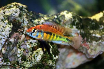 Haplochromis sp. "rainbow"