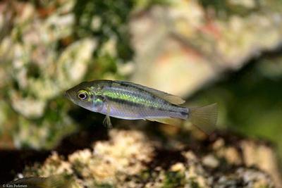 Haplochromis sp. "rainbow"