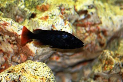 Haplochromis sp. "black torpedo"