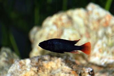 Haplochromis sp. "black torpedo"