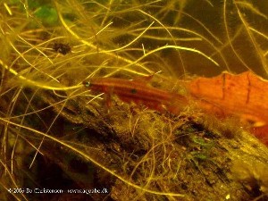 (c) Bo Christensen - aquabo.dk