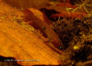 (c) Bo Christensen - aquabo.dk