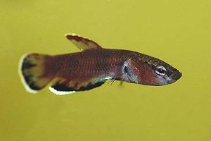 (c) Johnny Jensen - Akvariefoto.dk