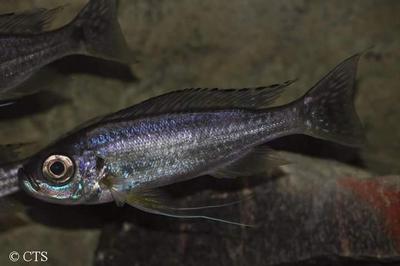 Haplotaxodon microlepis