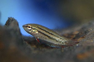(c) Johnny Jensen - Akvariefoto.dk