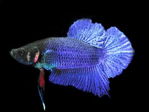Betta splendens