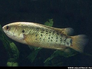 Anabas testudineus