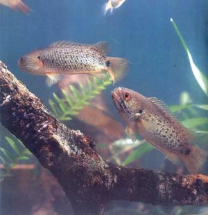 Anabas testudineus