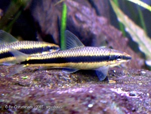 Siamesisk algeæder, Crossocheilus siamensis.