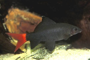 Voksen fisk. (c) Johnny Jensen - Akvariefoto.dk