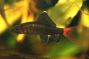 Ungfisk. (c) Johnny Jensen - Akvariefoto.dk
