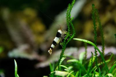Crystal Black Shrimp