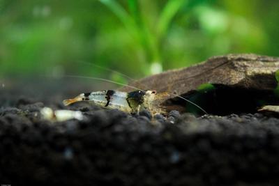 Crystal Black Shrimp (lav kvalitet)