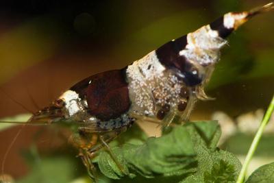 Crystal Black Shrimp med æg