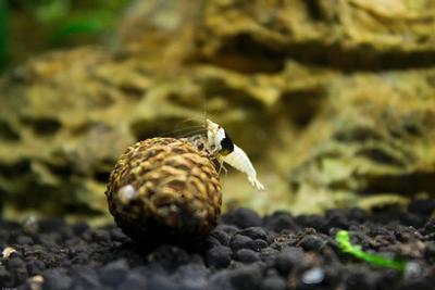 Ung Crystal Black Shrimp på ellekogle
