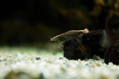 Caridina babaulti 'Green' vildform