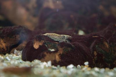 Caridina babaulti 'Green' vildform