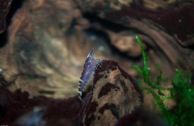 Caridina babaulti 'Malaya'.