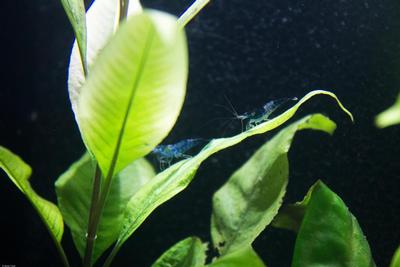 Neocaridina davidi var. Carbon Rili