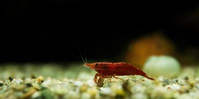 Neocaridina davidi var. Rød Sakura