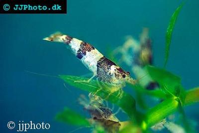 Caridina meridionalis Bumblebee Shrimp