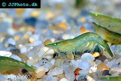 Caridina babaulti 'Green'