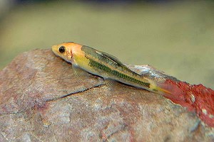 Farvevariant fremavlet i fangenskab. (c) Johnny Jensen - Akvariefoto.dk