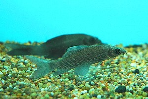 Ungfisk. (c) Johnny Jensen - Akvariefoto.dk