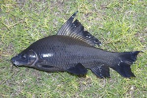 Voksen fisk. (c) Johnny Jensen - Akvariefoto.dk