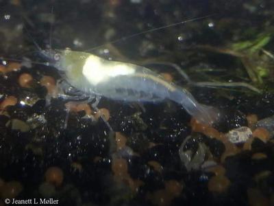 Neocaridina palmata var. White Pearl