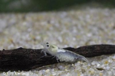 Neocaridina palmata var. White Pearl med de karakteristiske hvide æg