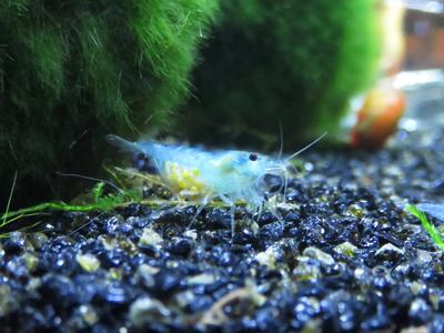 Neocaridina davidi var. Blue Jelly med æg