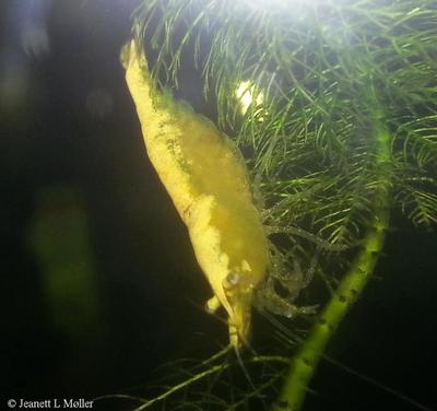 Neocaridina davidi var. Yellow Fire Neon