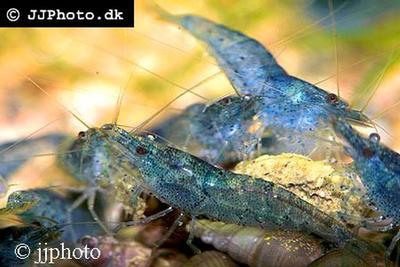 Neocaridina palmata var. Blue Pearl