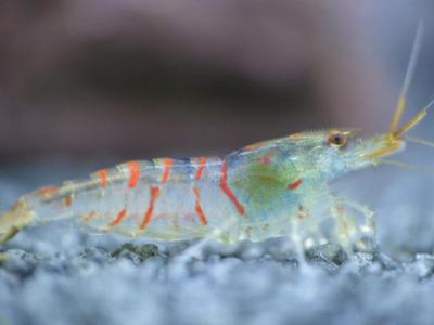 Caridina mariae var. Red Tiger