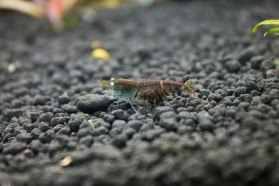 Caridina mariae var. Blue Tiger Orange Eyes, rustbrun variant.