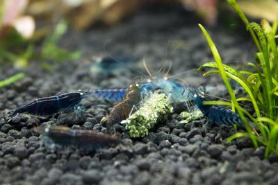 Caridina mariae var. Blue Tiger, var. Deep Blue Tiger, og rustbrun variant.