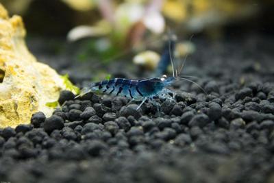 Caridina mariae var. Blue Tiger Orange Eyes