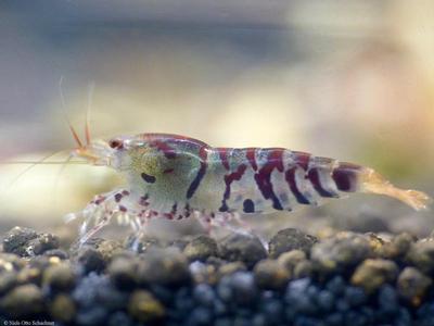 Caridina mariae var. Super Tiger