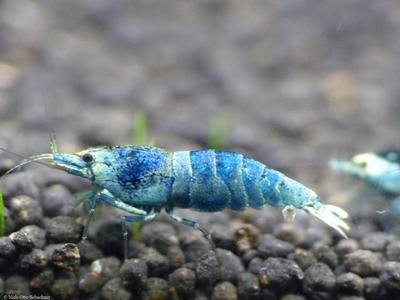 Taiwan Bee var. Blue Bolt