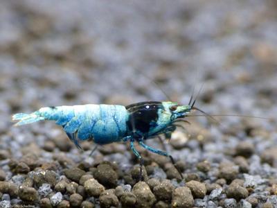 Taiwan Bee var. Blue Shadow Mosura