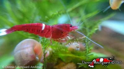 Taiwan Bee var. Red Ruby
