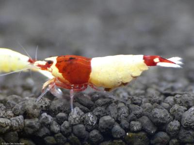 Taiwan Bee var. Red Shadow Mosura