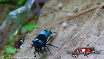 Taiwan Bee var. Shadow Panda