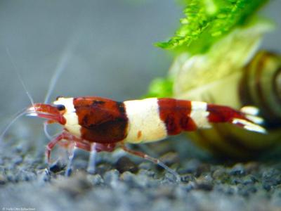 Taiwan Bee var. Wine Red