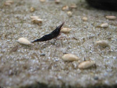 Caridina Dennerli i mørk variant.