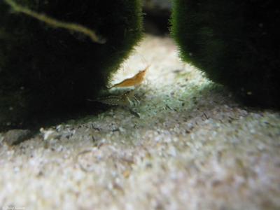 Caridina Dennerli. Honningfarvet uden prikker og lysebrun variant.