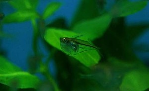 (c) Johnny Jensen - Akvariefoto.dk