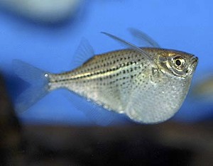 (c) Johnny Jensen – Akvariefoto.dk