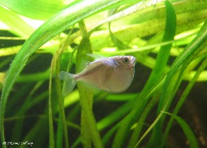 Gasteropelecus sternicla